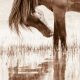 Lisa Cueman's Reflected Grace, Sepia Fine Art Horse Photography