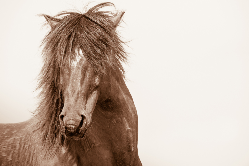 Lisa Cueman's Rock Star, Sepia Fine Art Horse Photography