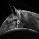 Lisa Cueman's At A Glance, Black and White Fine Art Horse Photography