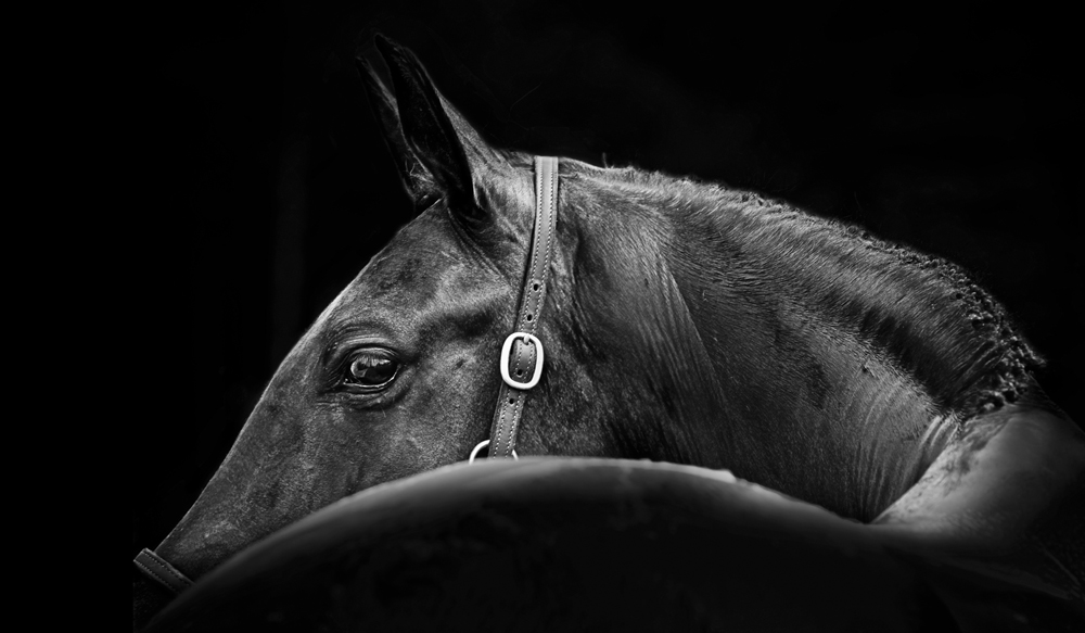 Lisa Cueman's At A Glance, Black and White Fine Art Horse Photography
