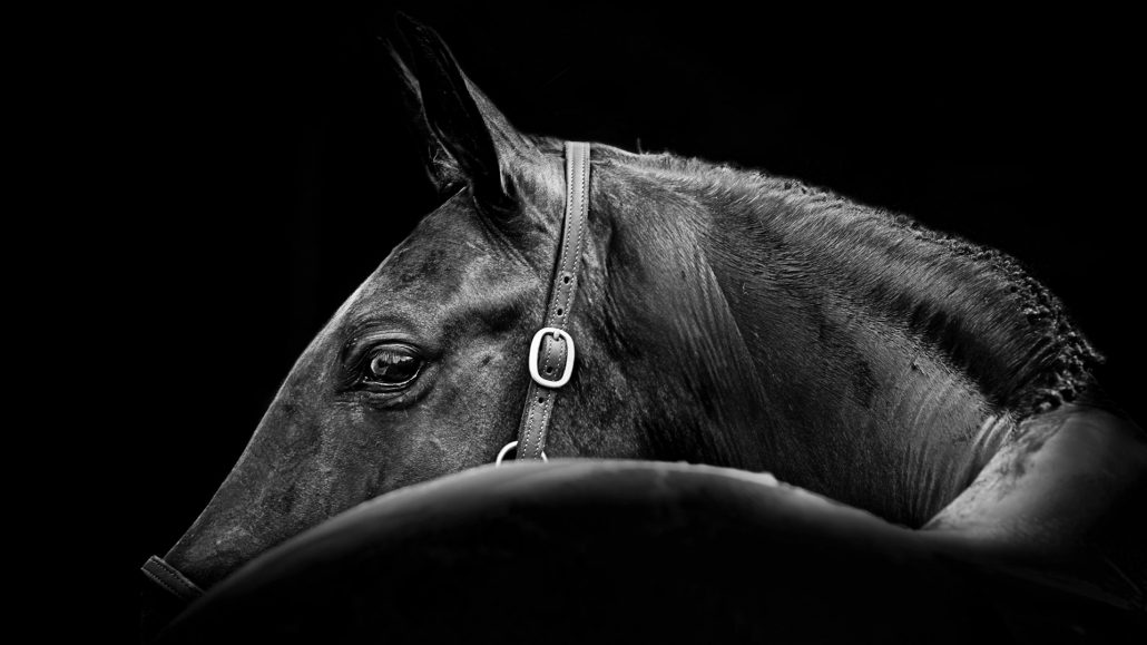 Lisa Cueman's At a Glance, Black and White Fine Art Horse Photography