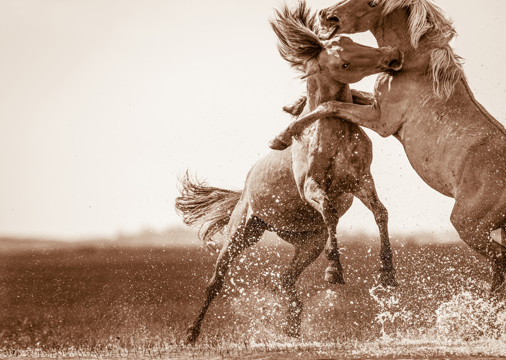Lisa Cueman's Battling, Sepia Fine Art Horse Photography