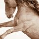 Lisa Cueman's Windswept, Sepia Fine Art Horse Photography