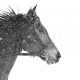 Lisa Cueman's Dashing, Black and White Fine Art Horse Photography
