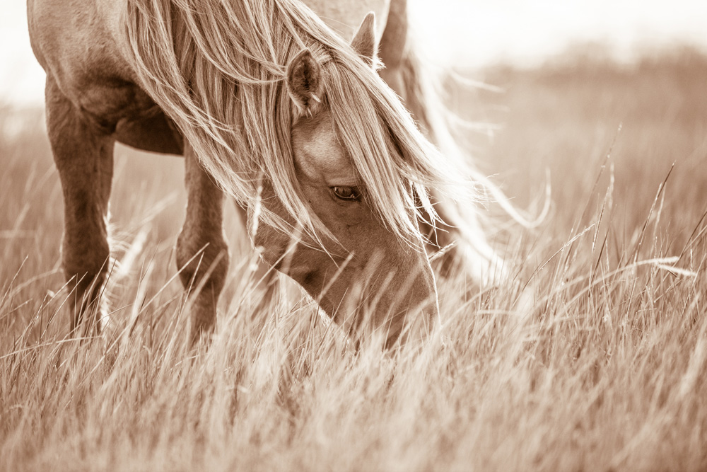 Lisa Cueman's Evening Grazer, Sepia Fine Art Horse Photography