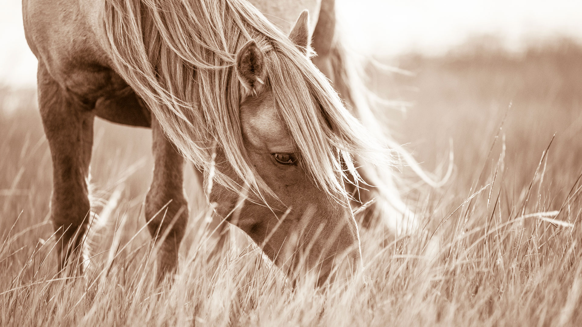 Lisa Cueman's Evening Grazer, Sepia Fine Art Horse Photography