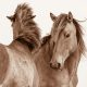 Lisa Cueman's Exchanges, Sepia Fine Art Horse Photography