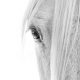 Lisa Cueman's Eye to Eye Panel Left, Black and White Fine Art Horse Photography