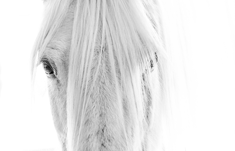 Lisa Cueman's Eye to Eye, Black and White Fine Art Horse Photography