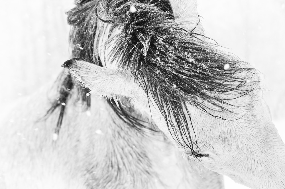 Lisa Cueman's Head Dance, Black and White Fine Art Horse Photography