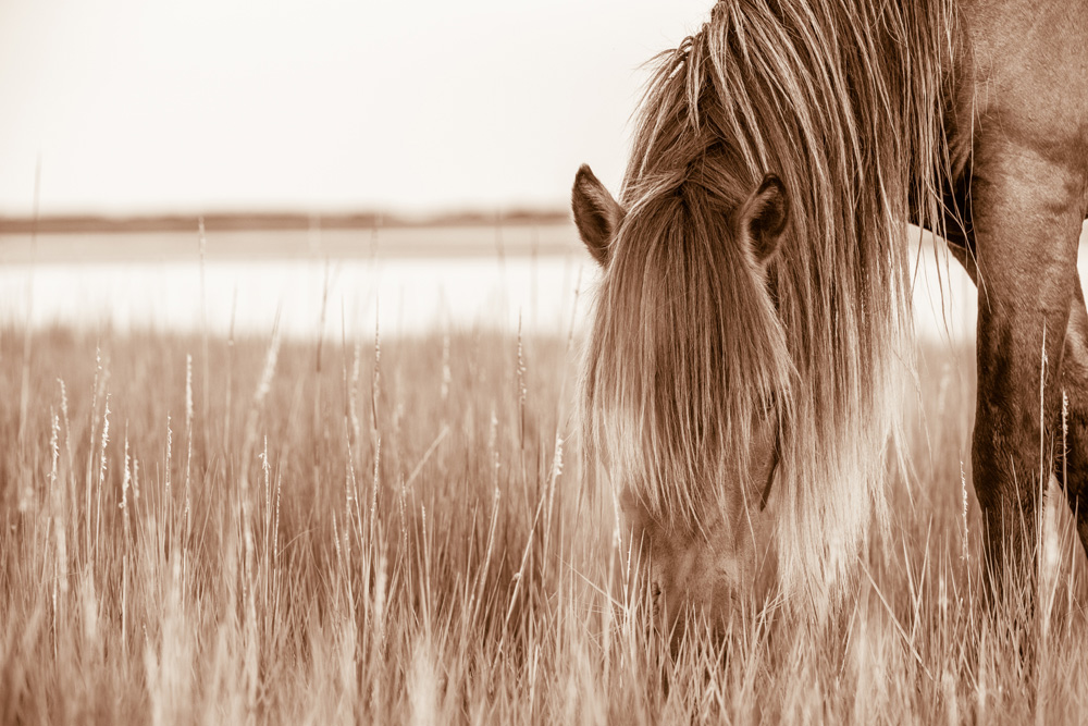Lisa Cueman's Island Grazer, Sepia Fine Art Horse Photography