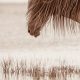 Lisa Cueman's Nap Time, Sepia Fine Art Horse Photography