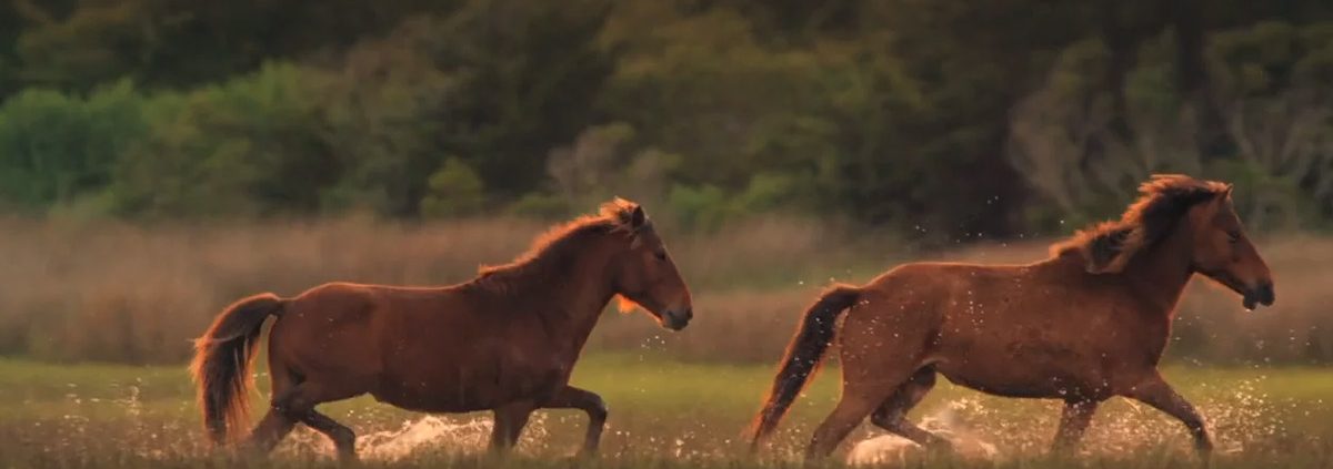 Outer Banks North Carolina Horses