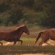 Outer Banks North Carolina Horses