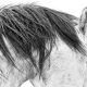 Lisa Cueman's Reva, Black and White Fine Art Horse Photography
