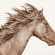Lisa Cueman's Sea Breeze, Sepia Fine Art Horse Photography