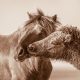 Lisa Cueman's Tenderness, Sepia Fine Art Horse Photography