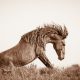 Lisa Cueman's Untamed Grace, Sepia Fine Art Horse Photography