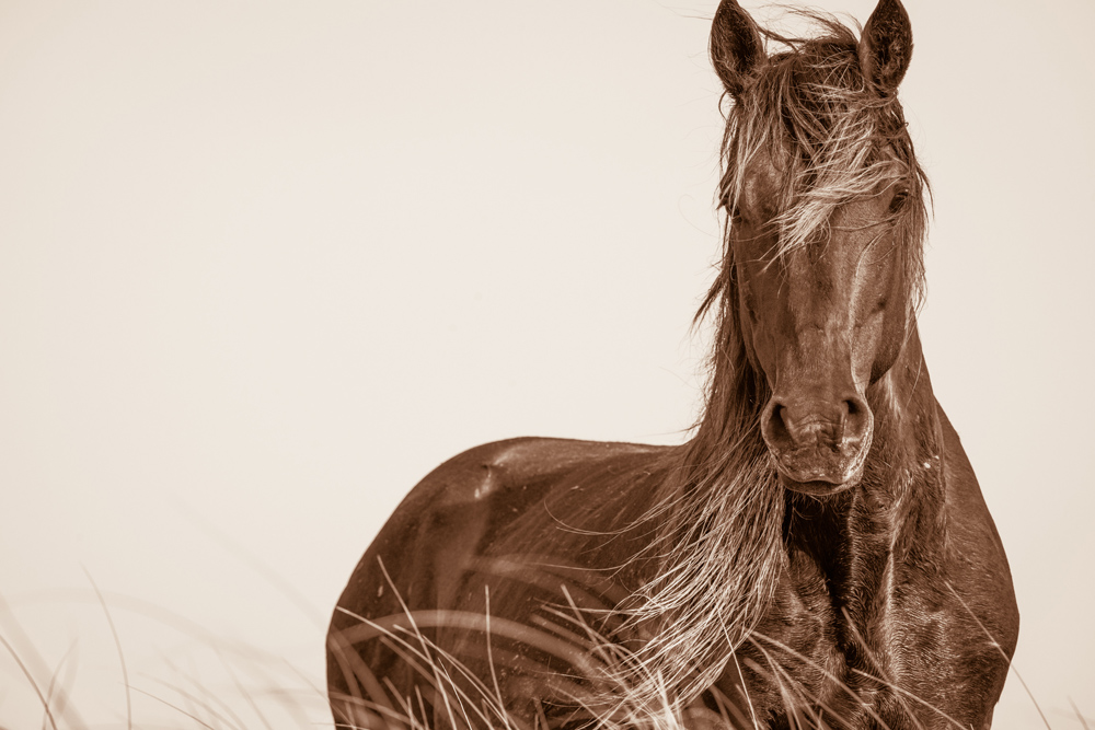 Lisa Cueman's Wavelength, Sepia Fine Art Horse Photography