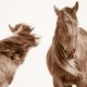 Lisa Cueman's Windswept, Sepia Fine Art Horse Photography