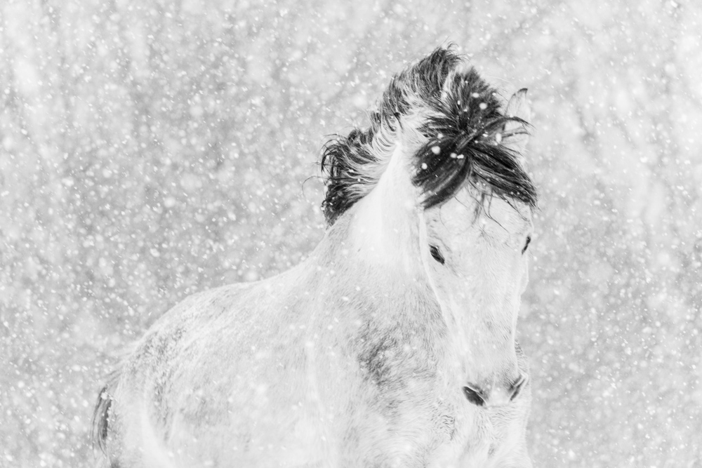 Lisa Cueman's Winter Frolick, Black and White Fine Art Horse Photography