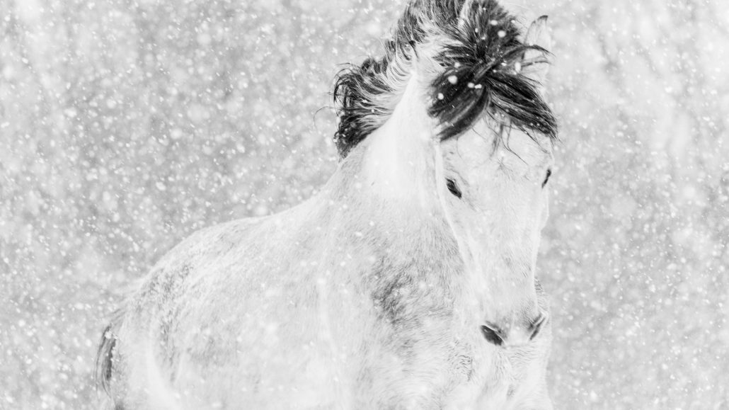 Lisa Cueman's Winter Frolick, Black and White Fine Art Horse Photography