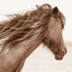 Lisa Cueman's Island Breeze, Sepia Fine Art Horse Photography