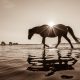 Lisa Cueman's Sunkissed, Sepia Fine Art Horse Photography