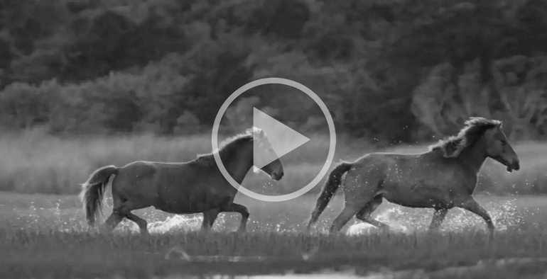 Outer Banks Wild Horses Video w/Lisa Cueman